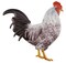 Rooster Metal 12" Sign with Hanger for Wreath Accents, Crafts, and Wall Decorations - Spring, Summer